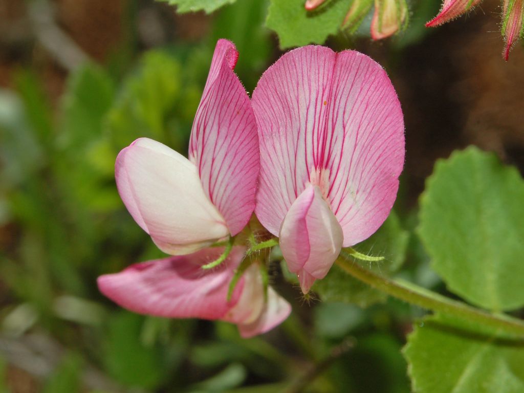 Ononis rotundifolia / Ononis a foglie tonde